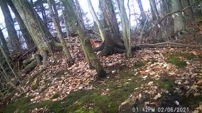 Trailcam video of a buck shedding its antlers