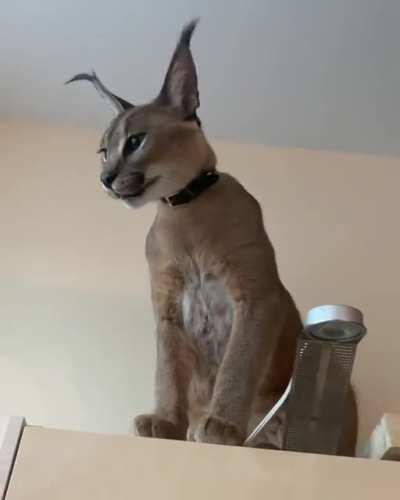 its floppa friday my lads