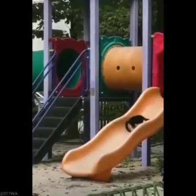 Cat playing on the slide