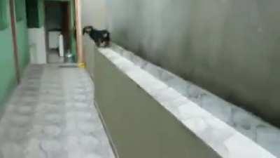 У такс оказывается есть недостатки