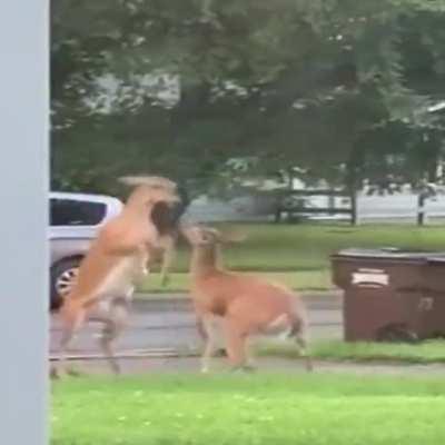 What the fuck are these local druids giving to these creatures? They've gone absolutely MAD!