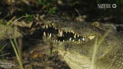 How crocodiles carry their young