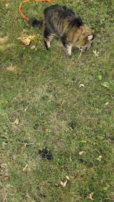 A big stick for a big cat.