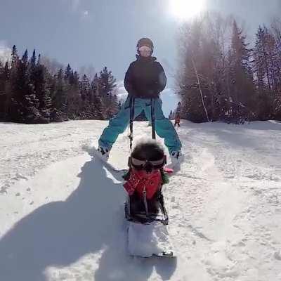 But have you ever seen a dog go skiing?..