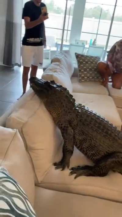 Real life cartoon moment: croc just wants the couch 🐊💺✨