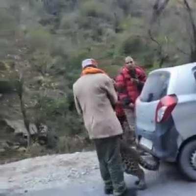 Leopard be like uncle apke phone mai game hai (Kullu, Himachal Pradesh)