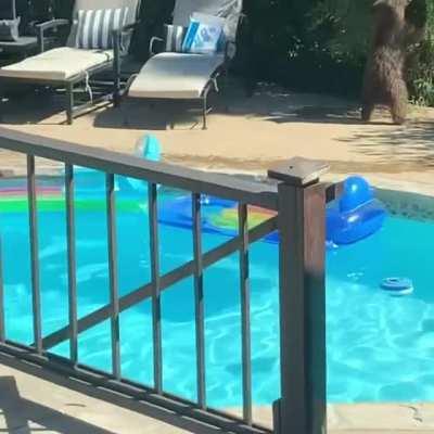 Mama and babies having a pool day