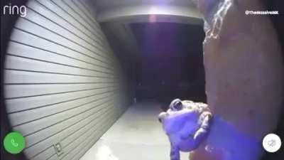 frog post for those who didnt like previous one