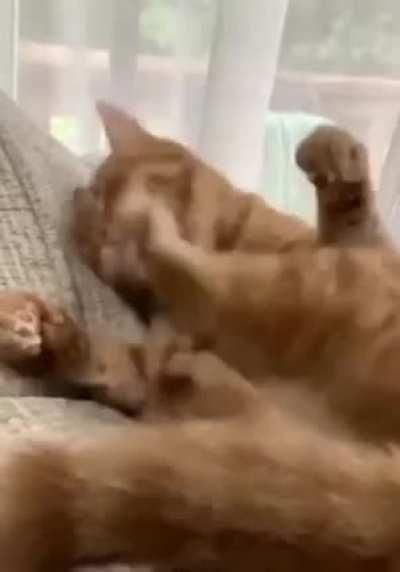 To clean his own paw!