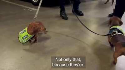 South Australian police are at it!