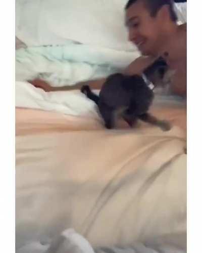 Playtime with the kitten