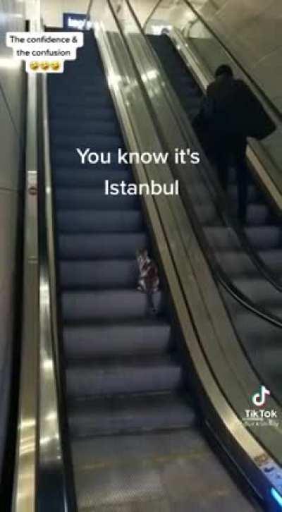 bro took the wrong escalator