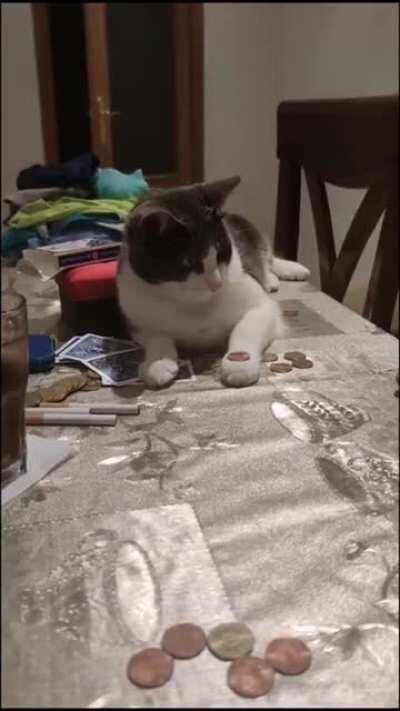 Cat learns a trick