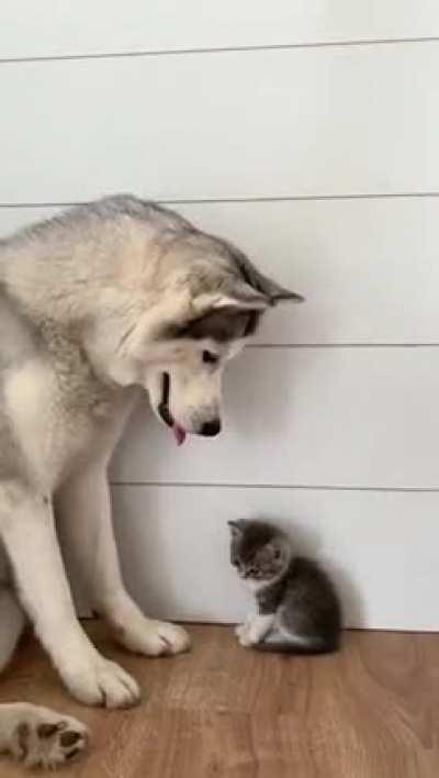 An unlikely friendship 😍