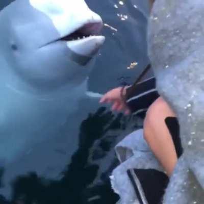 The whale gives back the phone!