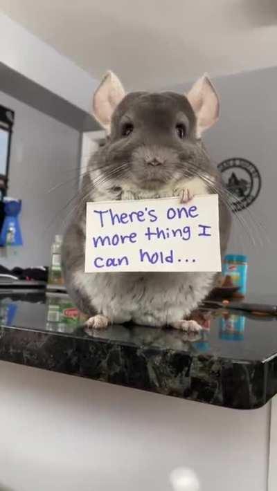 Meet Linus The Chinchilla Who Is Absolutely Adorable