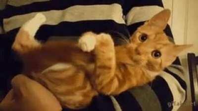 My furry tail is so yummy.