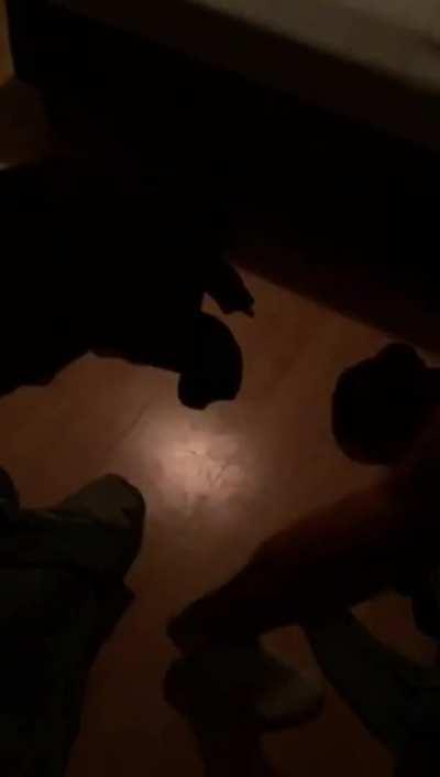 BBC College Turkish Porn GIF by beloartz