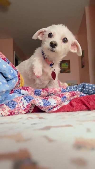 If you stop petting Molly she waves her paw to ask you to come back. 🥹