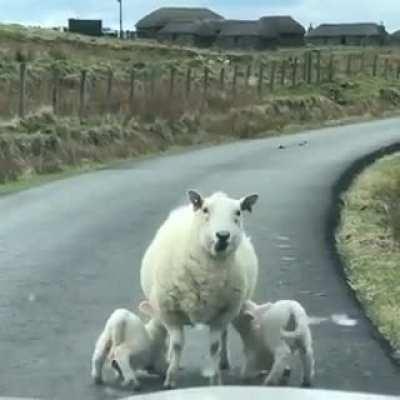 This is the kind of traffic i don't mind being stuck in.