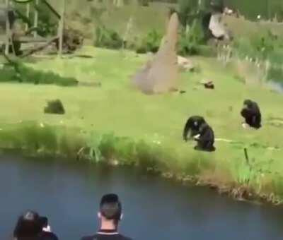 Mukinha sendo alimentado