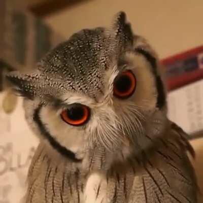 An owl changing its face when threatened