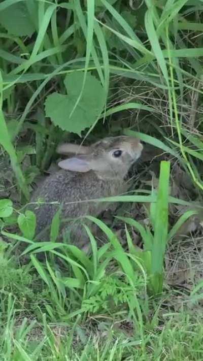 Wild Bun enjoying some grass
