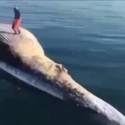 Zoner and sonic mains after camping seven minutes for smash points