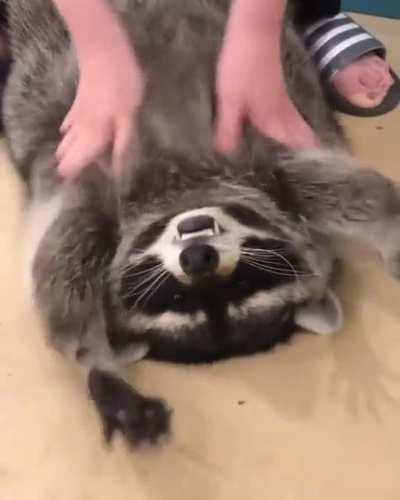 Raccoon gets a massage