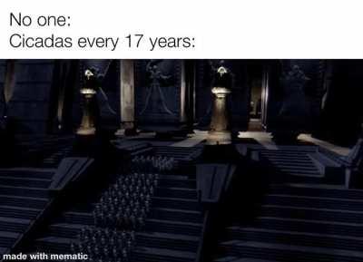 I don’t like cicadas