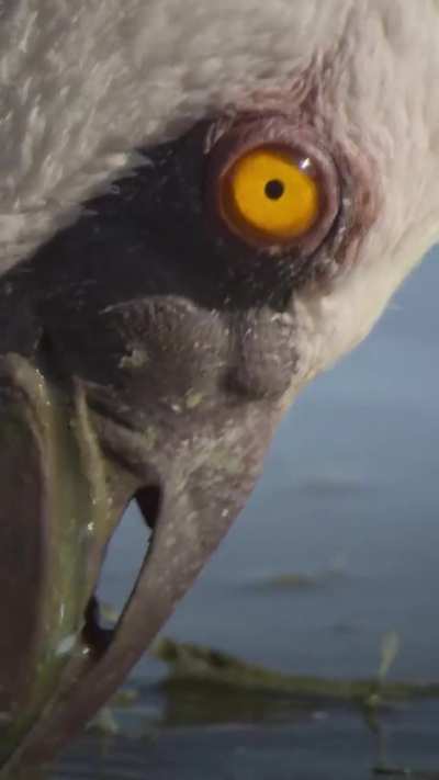 🔥Flamingoes are famous for their bright pink plumage.