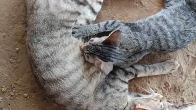 Found it cute. Socha share krdu 💕