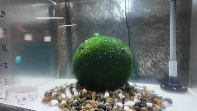 Take a virtual tour of the Marimo Exhibition Center on Churui Island in Lake Akan, Hokkaido, Japan. 🟢