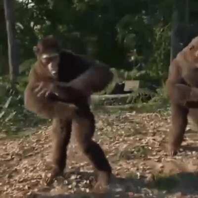 Primer video mono que no robo. (Jaja 5 subs)