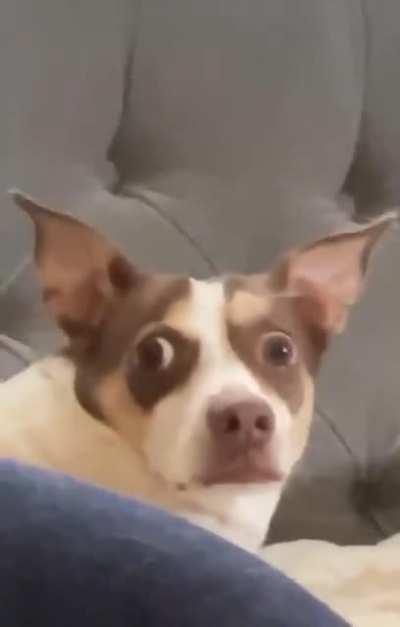 Mr Bubz is the spawn of Satan