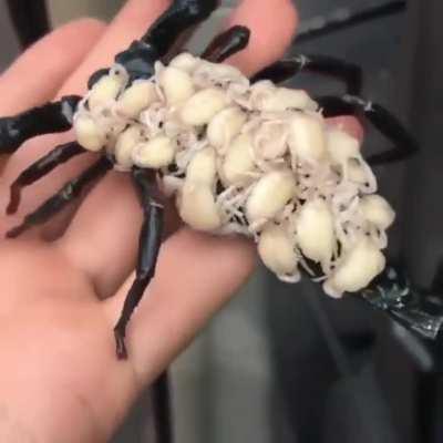 A mama scorpion carrying her kids on her back.