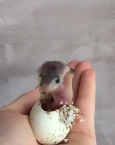 A baby cobra is still a cobra