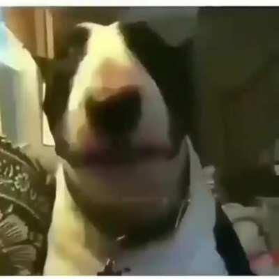 shitposting - Video #8264