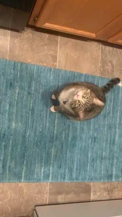 He always gets vocal and spins when he wants something.