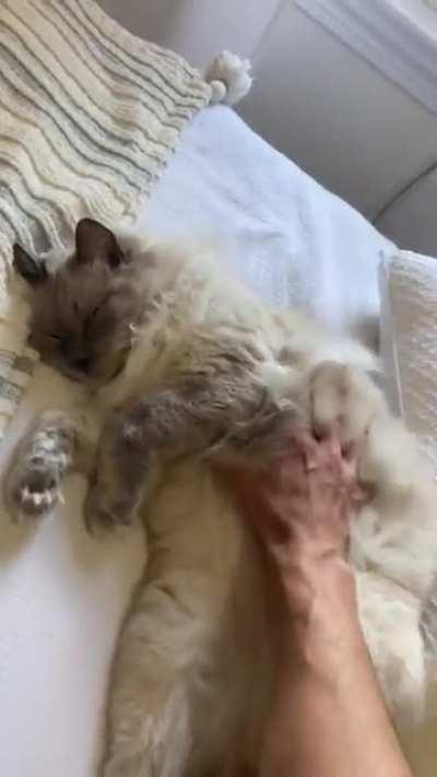 My fluffy boy after getting home from his sitter