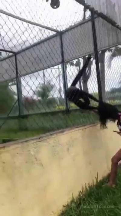 Messing around with a monkey