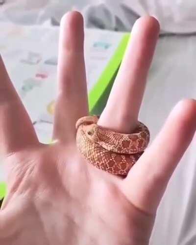 Look at this little guy.