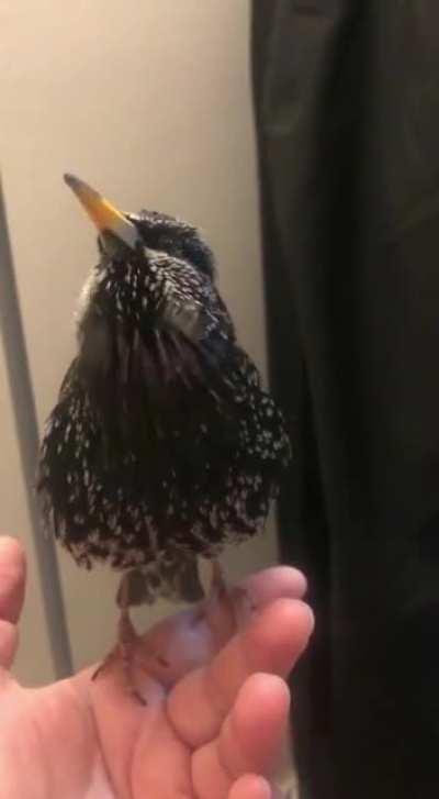 A starling imitating a human voice