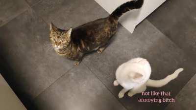 The difference between my cats