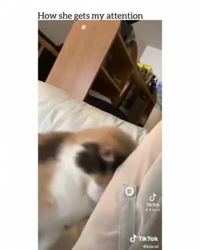 Cat bonks owner for attention