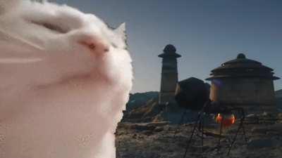 It Is Wednesday, My Dudes