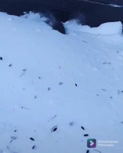 Хей, немного орехов?