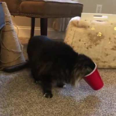 Does this count? @MollyTheKittyMeow