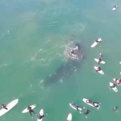 Southern right whale at Manly
