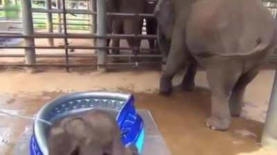 Baby elephant playing with water